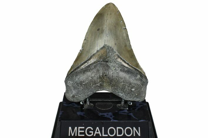 Serrated, Fossil Megalodon Tooth - North Carolina #362876